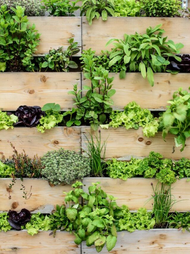 A garden made of wooden pallets with herbs growing on them.