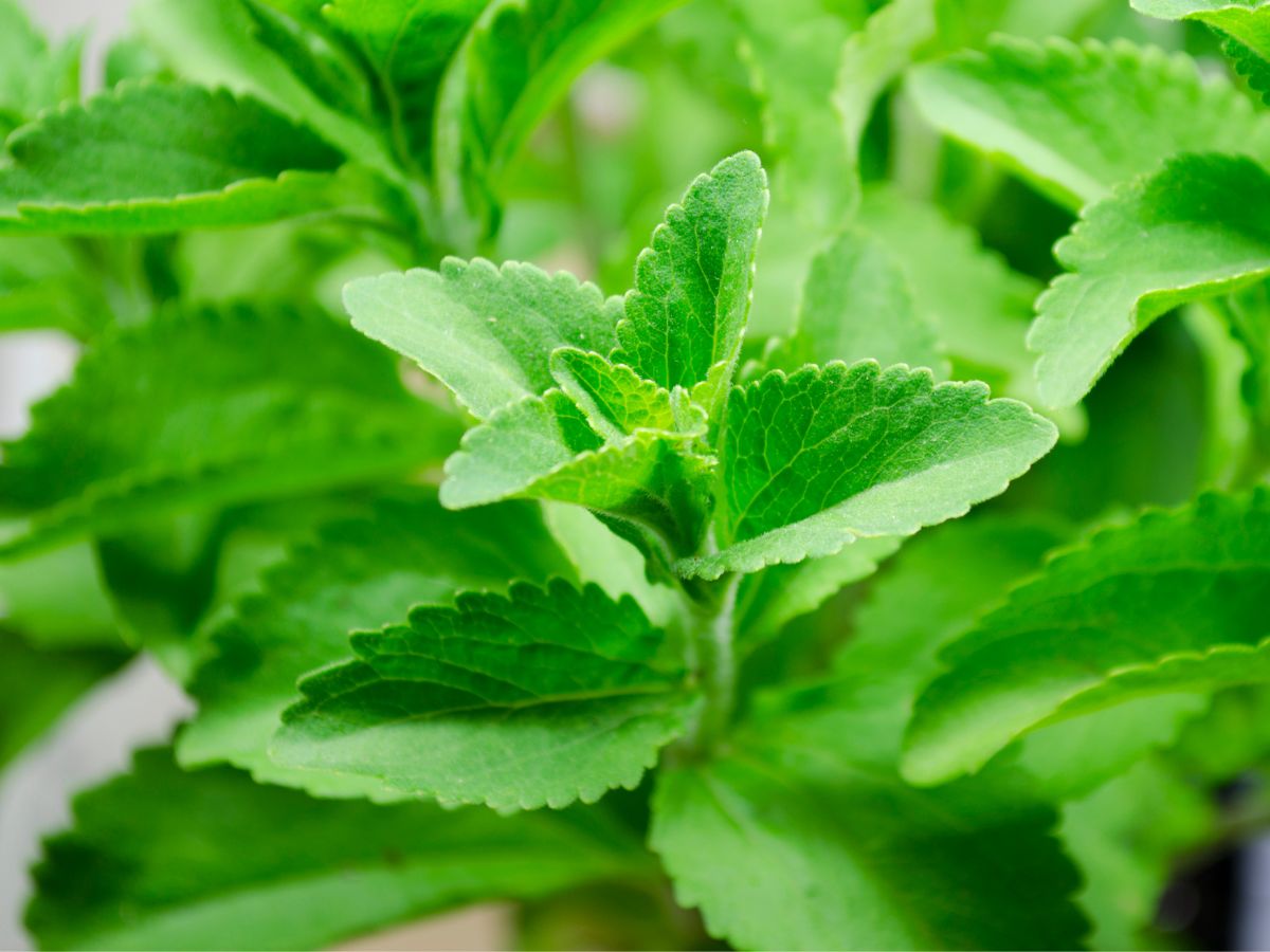 Fresh stevia plant.