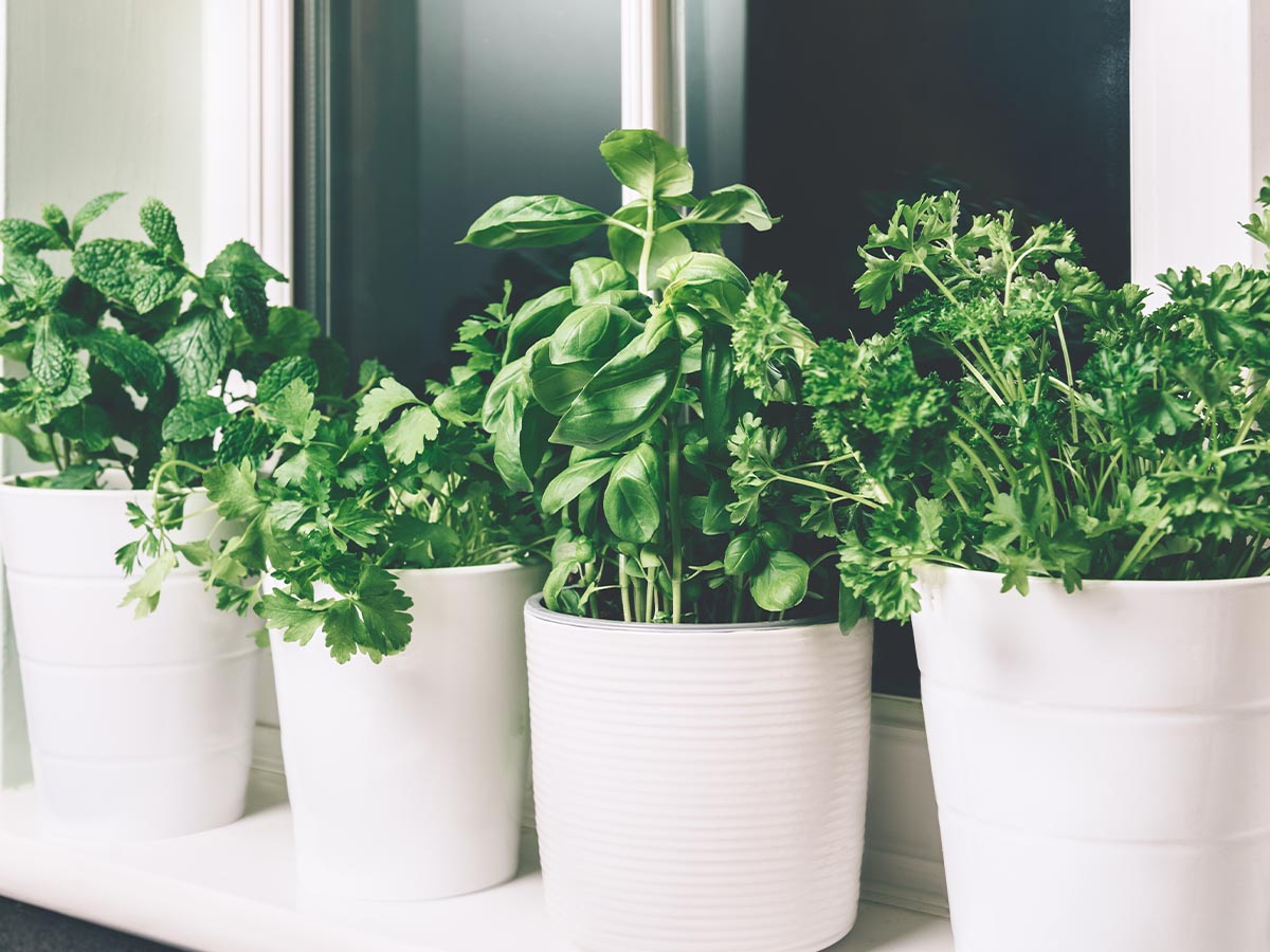 Four pots of herbs on a window sill.