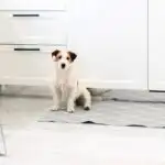 A small dog sitting on a rug in front of a white kitchen, potentially with pee stains that require cleaning.