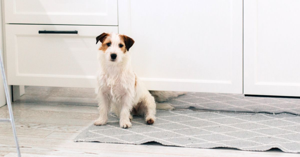 3 Steps How to Clean Pee Stains Smells From Carpet