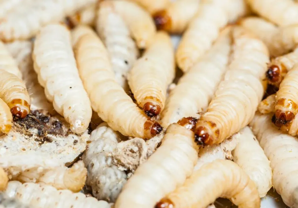 Close-up image of several white grub larvae with brown heads, clustered together.