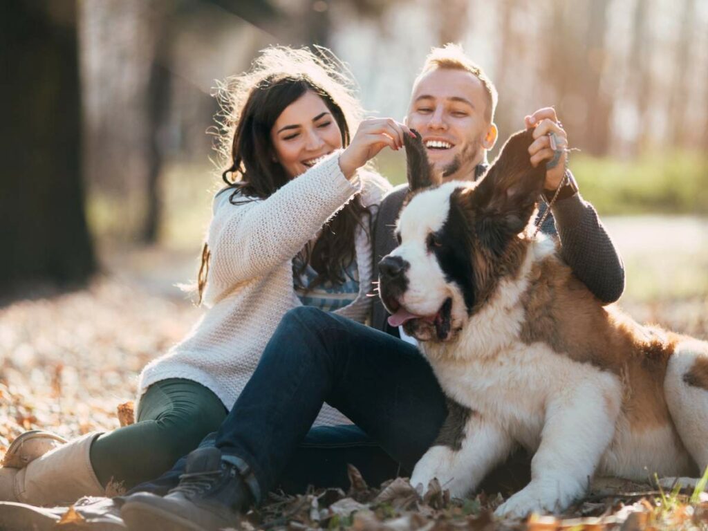 A couple sitting on grass playing with a large Saint Bernard dog in a park.